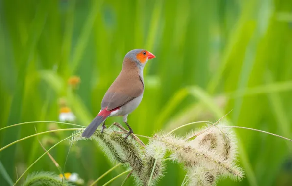 Birds, bokeh, orangesodaking astrild