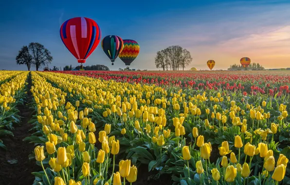 Picture balloon, balloons, field, Spring, tulips