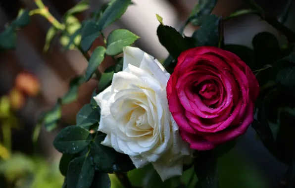 Picture roses, Duo, buds