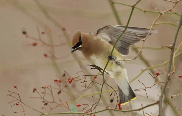 Picture branches, berries, bird, wings, stroke, the Waxwing