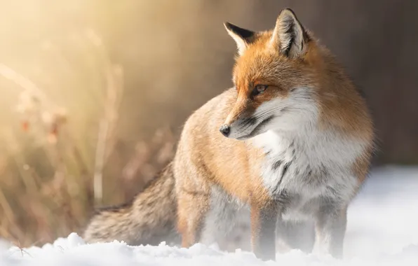 Winter, look, face, light, snow, nature, pose, Fox