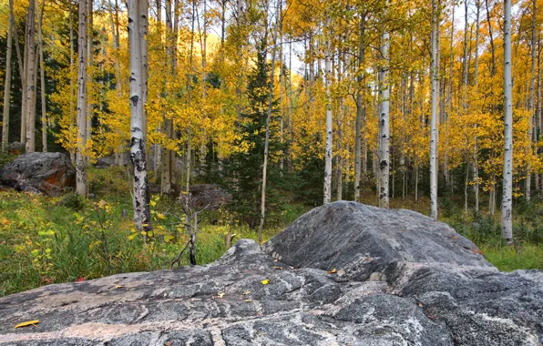 Autumn, forest, leaves, stone, Colorado, USA, aspen, Aspen