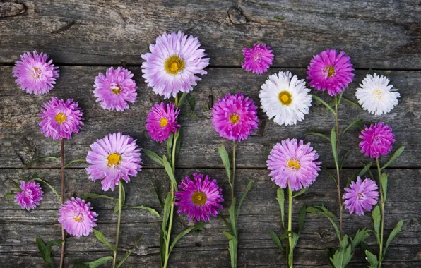 Pink, stems, asters