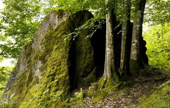 Forest, trees, stone, moss