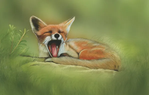 Nature, Fox, yawns, by shonechacko