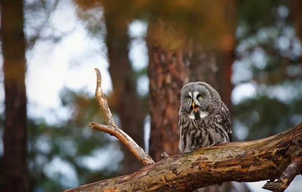 Forest, look, trees, branches, nature, background, tree, owl