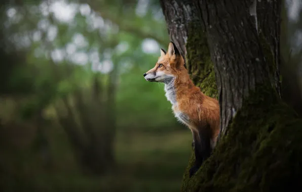 Tree, Fox, red
