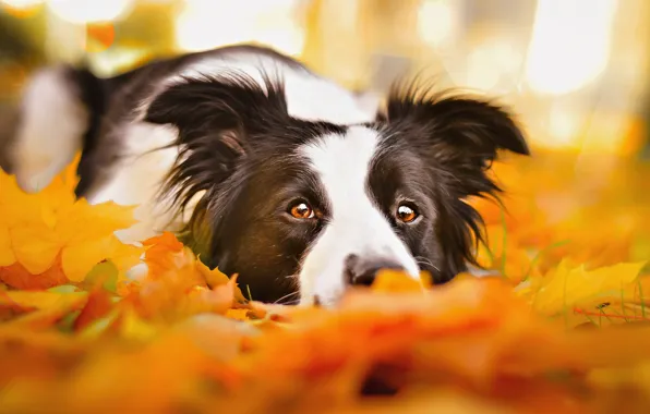 Sadness, autumn, eyes, face, leaves, portrait, dog, lies