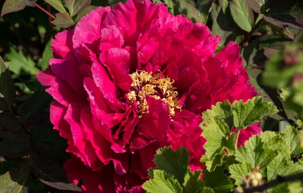 Macro, petals, peony
