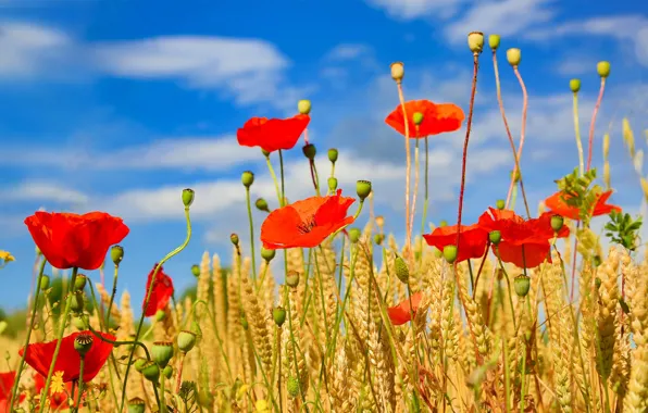Field, the sky, clouds, flowers, Maki, ears
