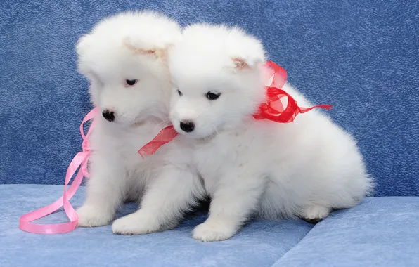 Picture dogs, puppies, a couple, Samoyed