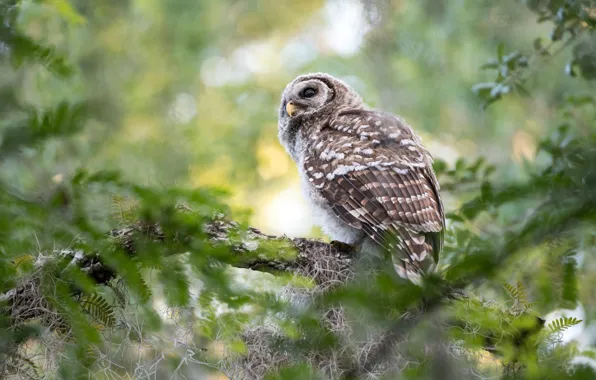 Picture look, branches, nature, owl, bird, bokeh, owl
