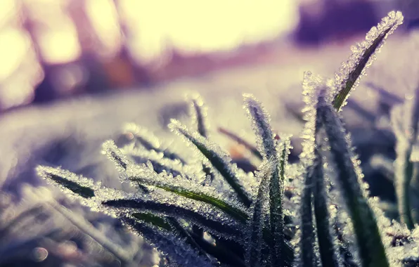 Cold, frost, grass, crystals