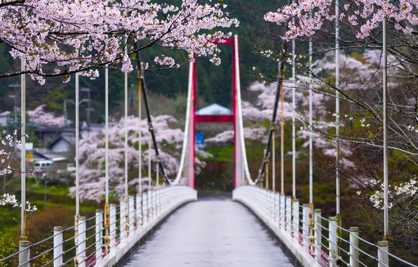Branches, bridge, spring, Japan, bokeh, flowering trees, Tsukigase