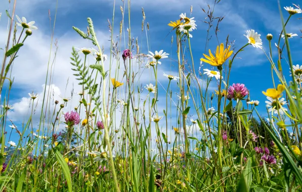 Summer, grass, clouds, flowers, glade, chamomile, yellow, meadow