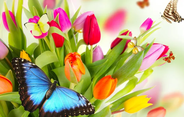 Picture butterfly, flowers, bright, beauty, petals, tulips, red, red