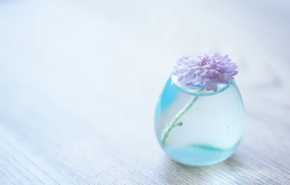 Flower, water, background, transparent, vase, chrysanthemum