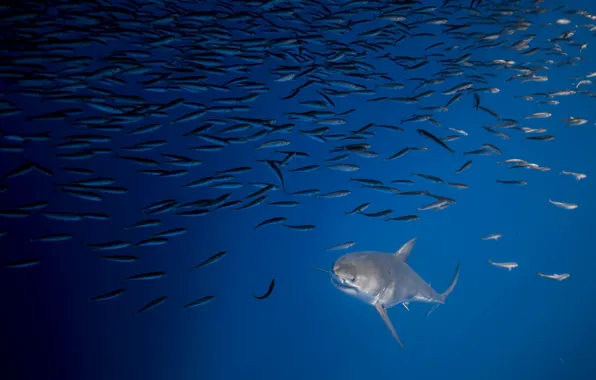 Sea, fish, shark
