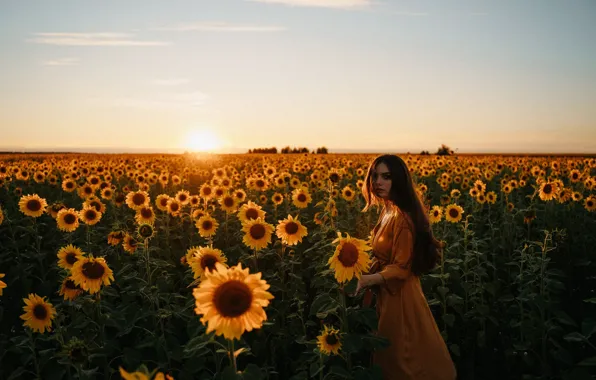 Field, summer, girl, sunflowers, sunset, mood, Alexei Chelnokov, Lisa Chelnokova