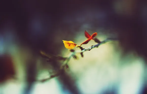 Cold, winter, leaves, cracked