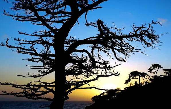 Picture sea, the sky, sunset, tree, silhouette