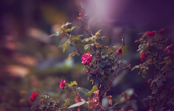 Flowers, red, roses, shrub
