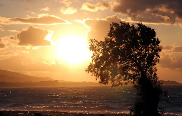 Picture sea, sunset, tree