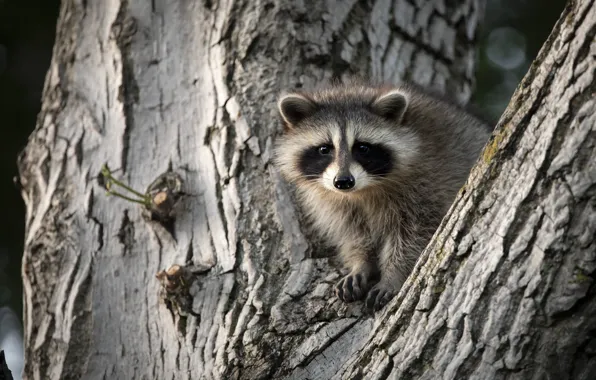 Picture trees, raccoon, cub