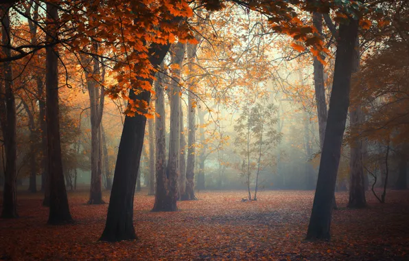 Autumn, forest, leaves, trees, fog, forest, trees, autumn
