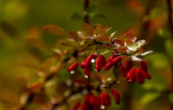 Autumn, leaves, drops, berries, branch, fruit, red, bokeh