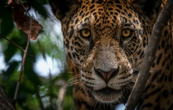 Picture look, face, Jaguar, wild cat