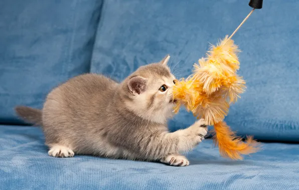 Cat, look, pose, kitty, face