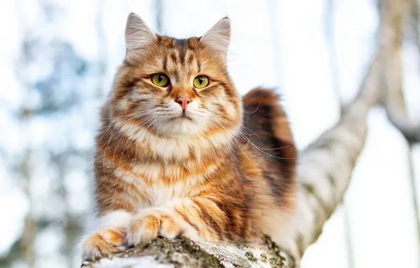 Cat, cat, look, pose, tree, branch, red, lies