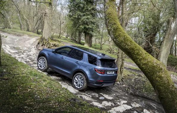 Forest, trees, stones, Land Rover, the rise, crossover, SUV, 2020