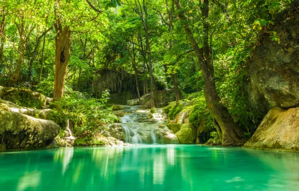 Picture greens, forest, summer, trees, lake, tropics, stream, stones