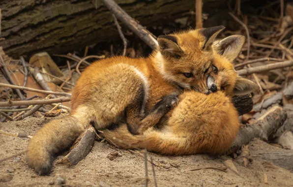 The game, Fox, a couple, Fox, cubs, two Fox