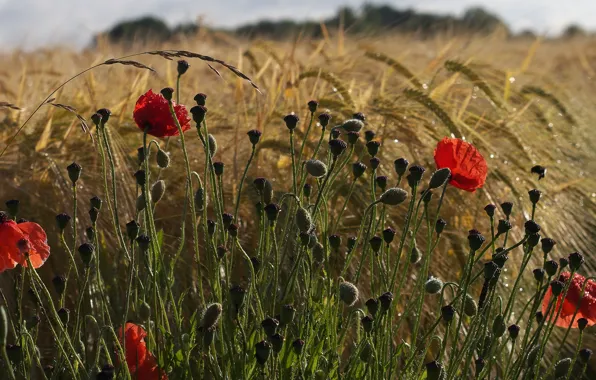 Field, flowers, rye, Maki, Wallpaper from lolita777