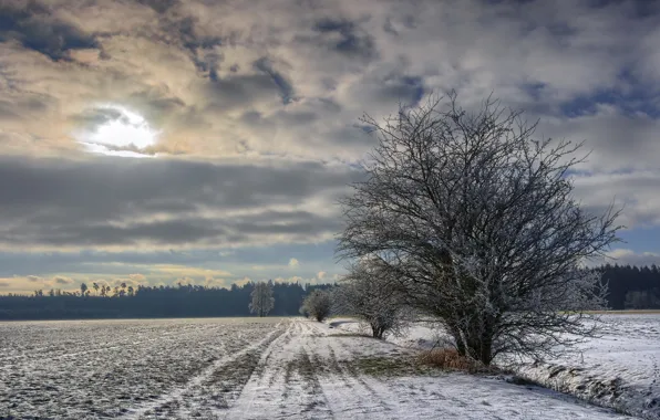 Picture winter, field, tree