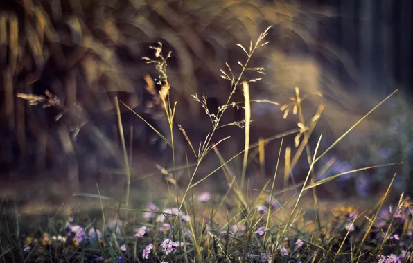 Picture macro, flowers, nature, plants, bokeh