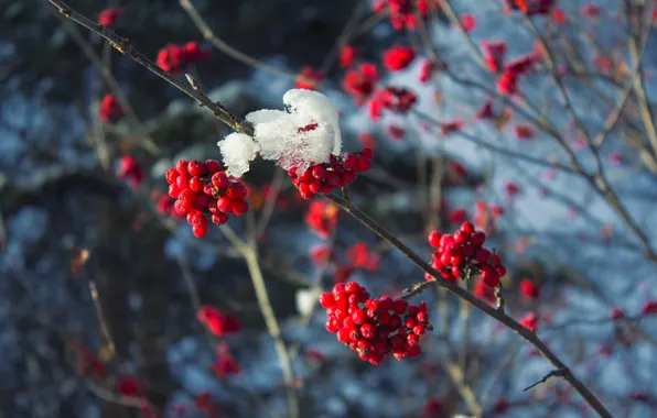 Cold, winter, snow, branches, red, berries, tree, frost