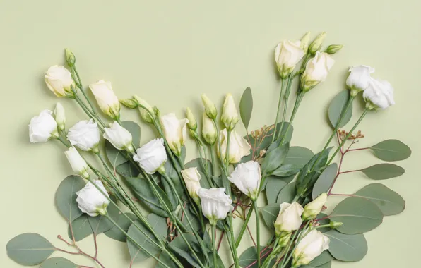 Picture roses, bouquet, white, buds