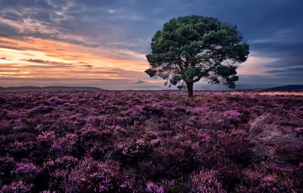 Trees, sunset, Scotland, pine, Scotland, Heather, Siglos, Sidlaw Hills