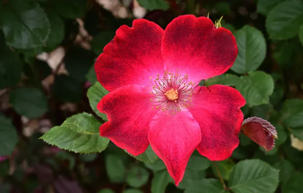 Flower, leaves, macro, flowers, bright, pink, rose, briar