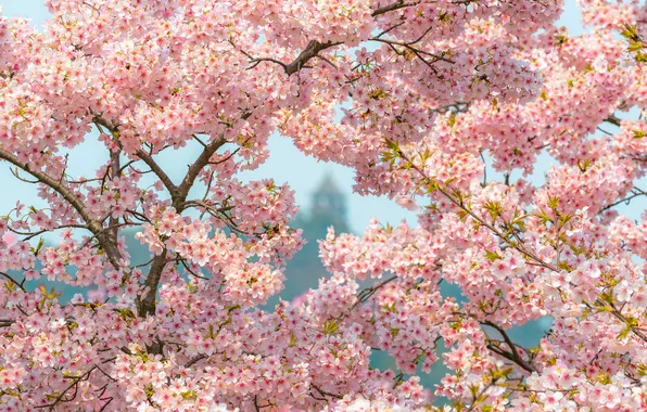 Flowers, branches, cherry, spring, Sakura, pink, flowering, the cherry blossoms