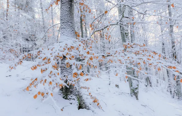 Winter, forest, snow, trees, branches, foliage, slope, the snow