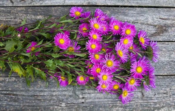 Picture autumn, bouquet, asters