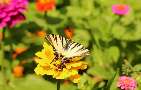 Flower, macro, butterfly, wings, beautiful, closeup