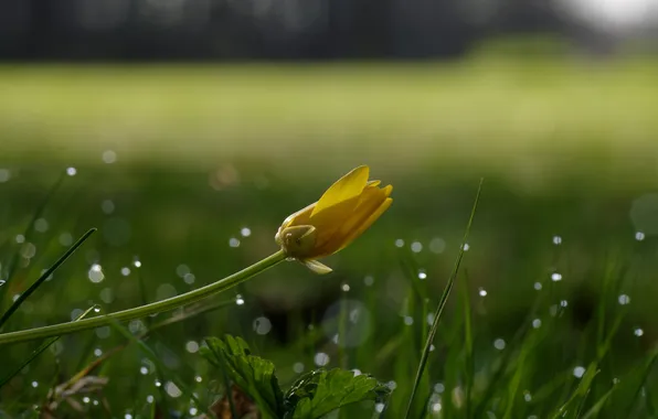 Picture flower, grass, drops, yellow, Rosa, glare, Bud