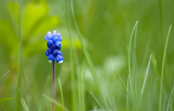 Blue, one, Mouse Flower