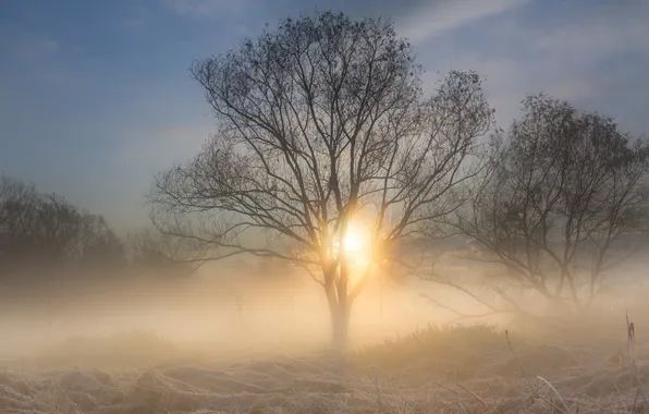 Picture nature, fog, tree, morning
